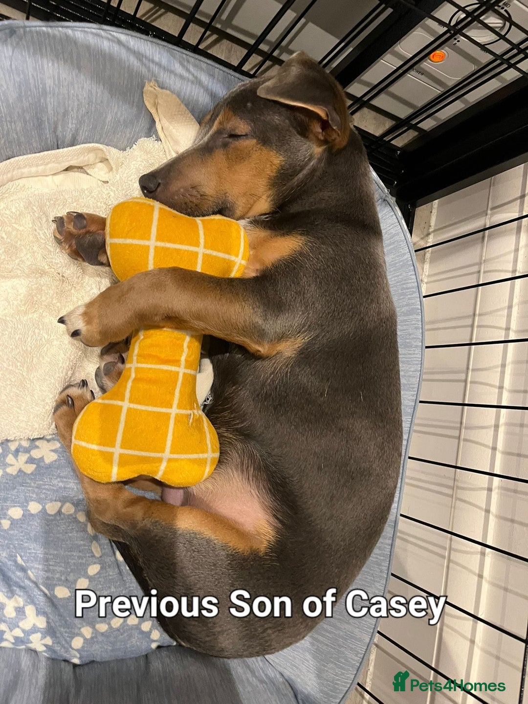 Jack Russell dogs for sale: Pure Jack russell puppies. Ultra-Rare colored.  - Advert 26