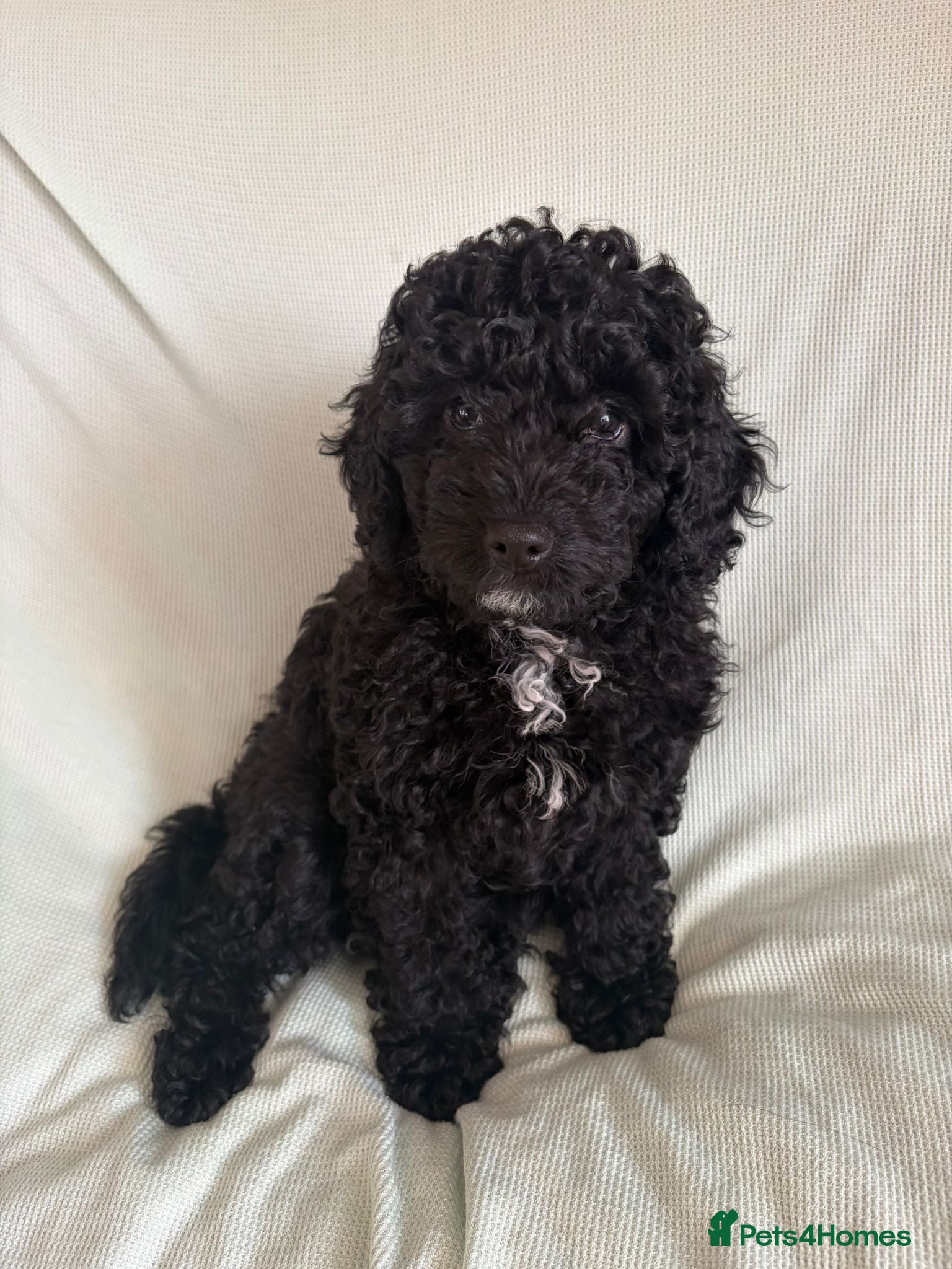 Cavapoo dogs READY TO LEAVE BLACK & WHITE TEDDY BEAR CAVAPOO - Advert 4