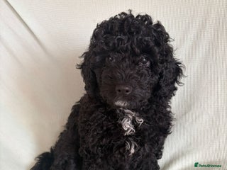 Cavapoo dogs READY TO LEAVE BLACK & WHITE TEDDY BEAR CAVAPOO - Advert 4