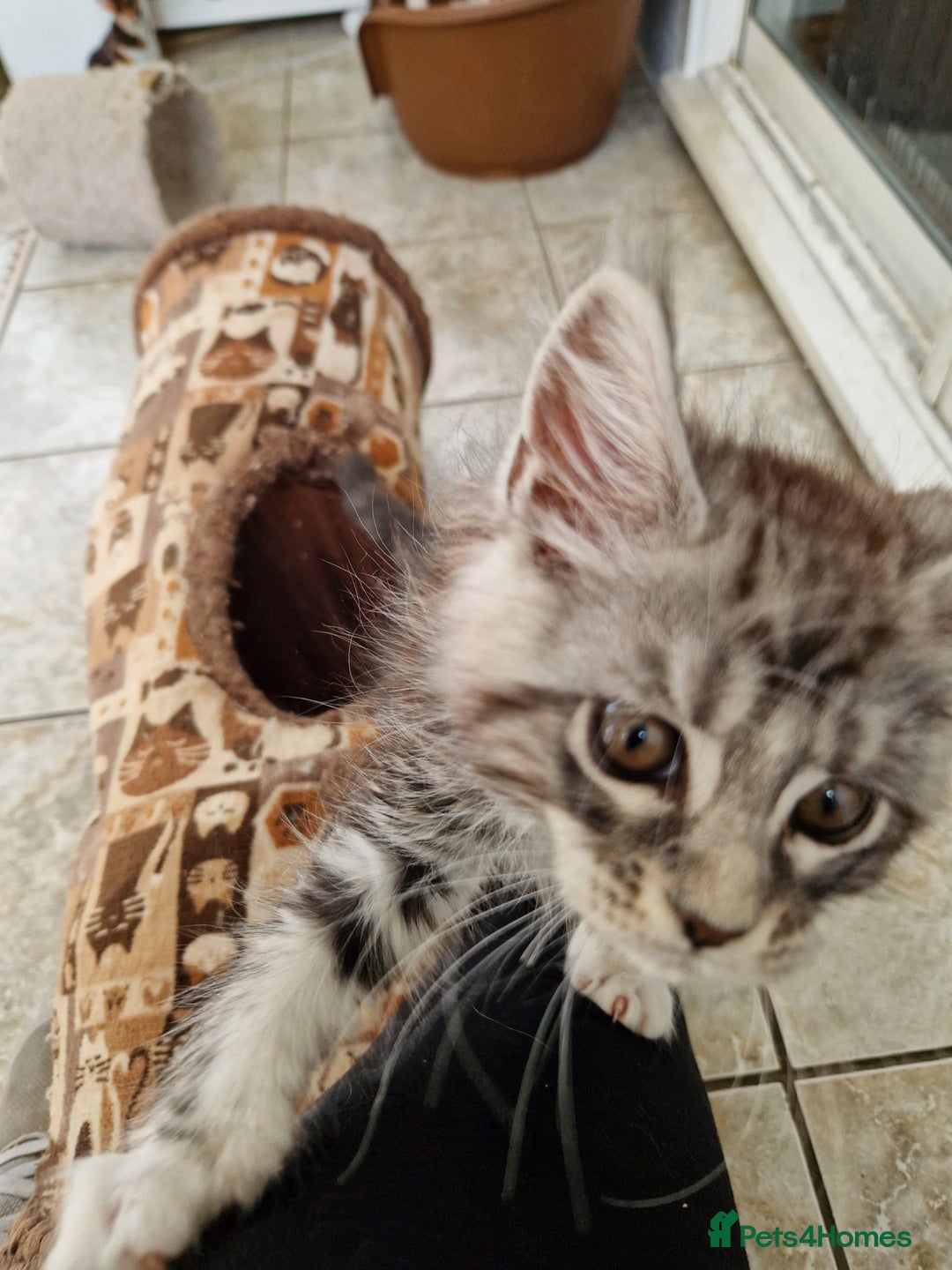 Maine Coon cats for sale: Stunning Maine Coon kittens - Image 33