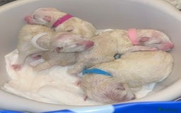 Samoyed dogs for sale: Samoyed Pups Ready To Reserve - Image 2