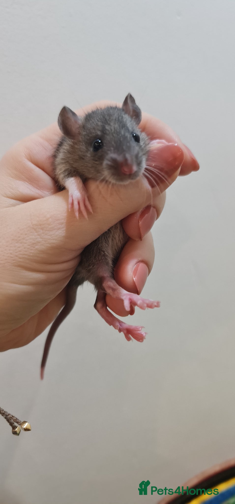 Rat rodents Baby rats  - Advert 6