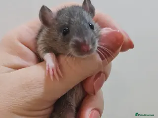 Rat rodents Baby rats - Advert 6