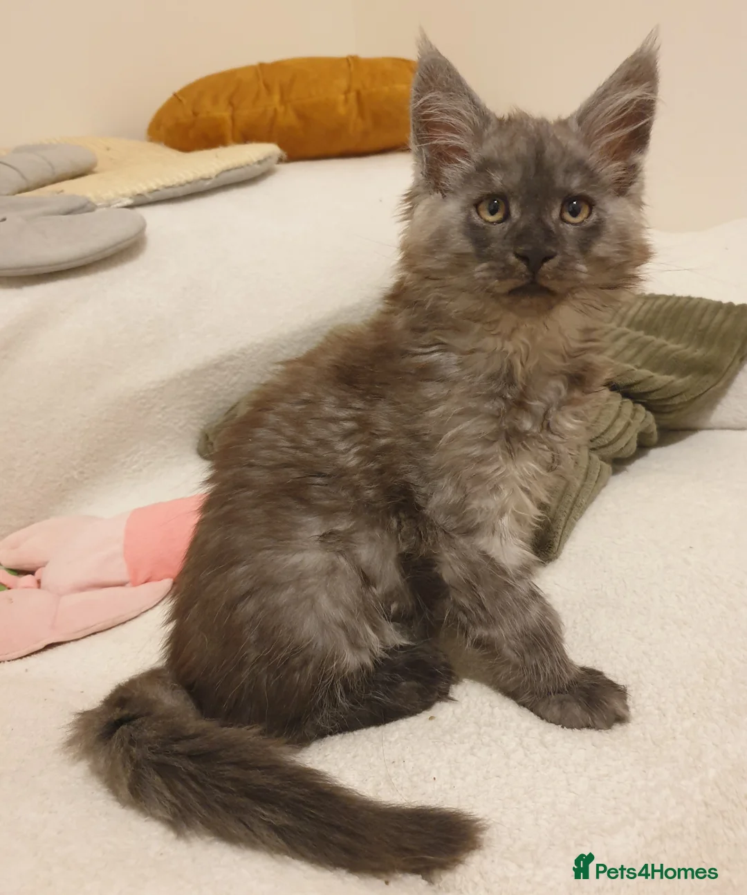 Maine Coon cats for sale: Maine coon kittens  - Advert 21