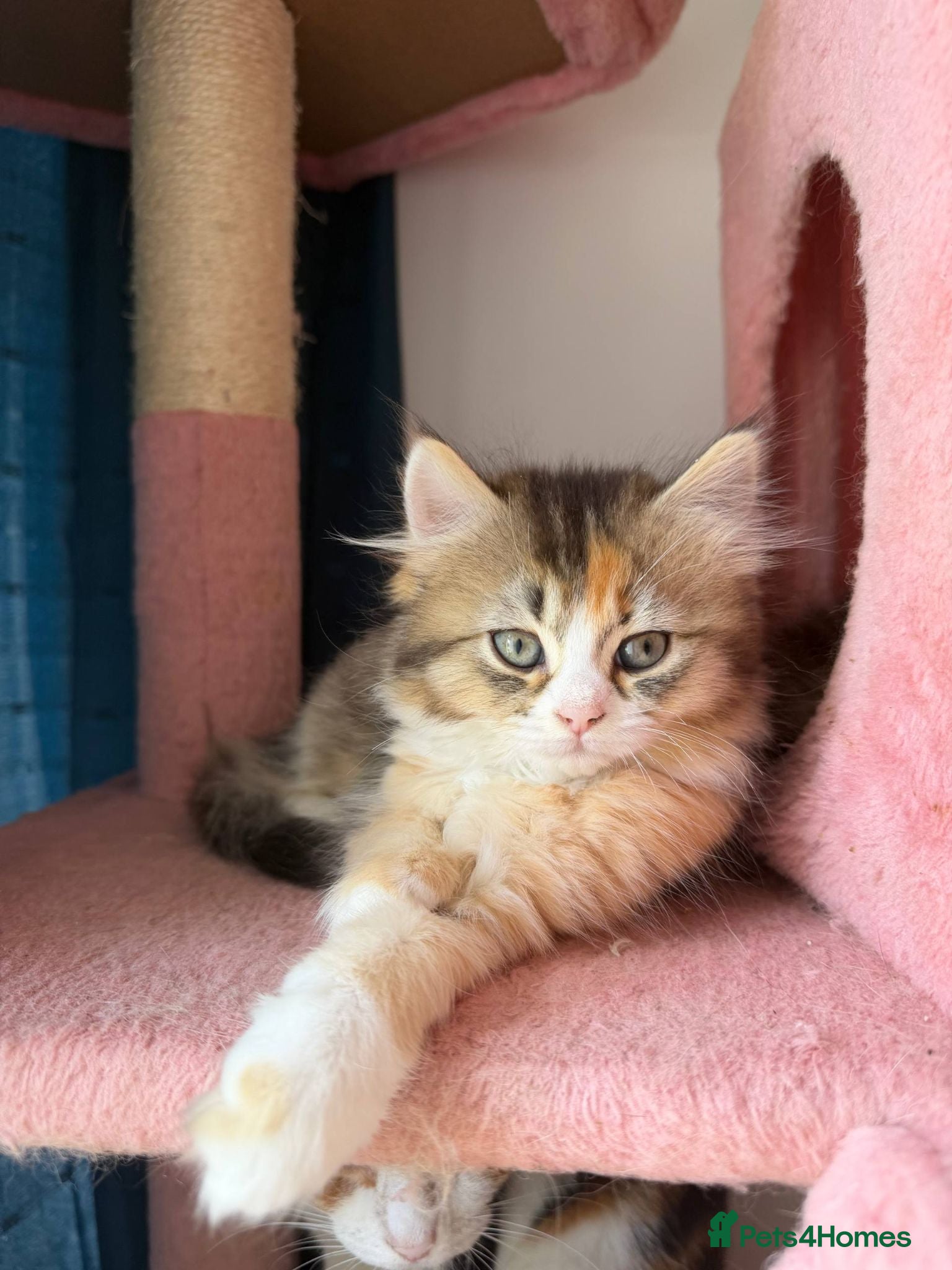 British Longhair cats 5 kittens ready for new family negotiate available - Advert 1
