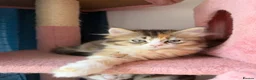 British Longhair cats for sale: 5 kittens ready for new family negotiate available - Advert 24