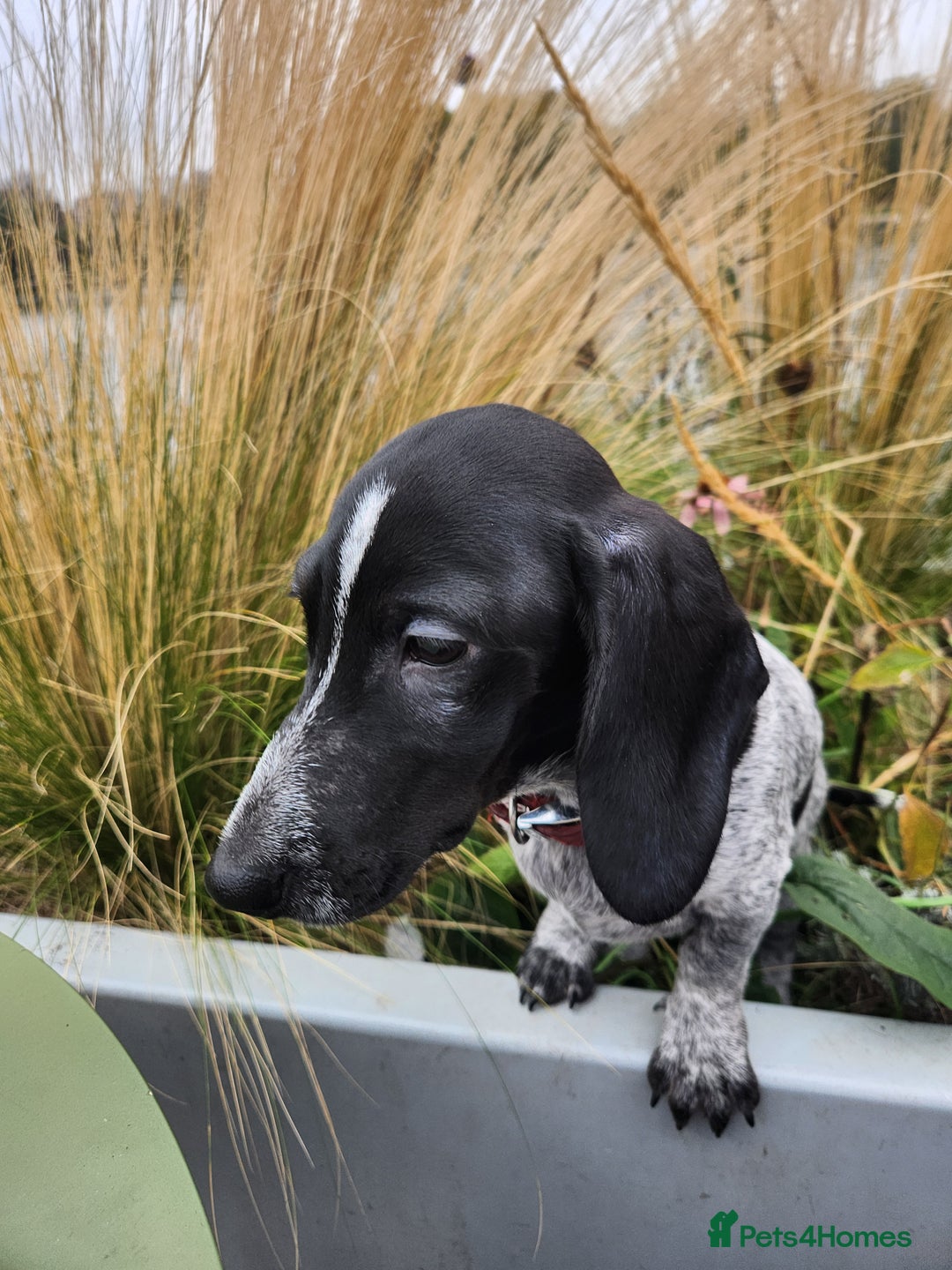 Dachshund dogs for sale:  **  sale of rear Dachshund Puppies  - Advert 25