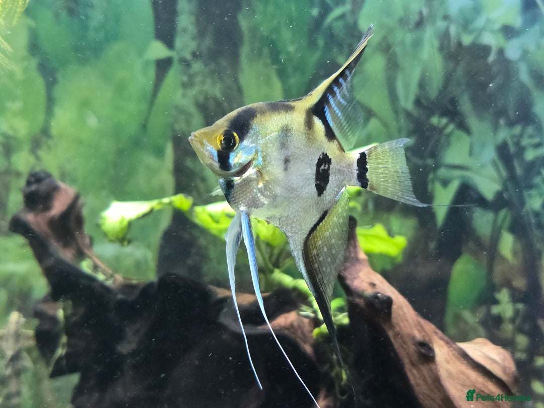 Angelfish fish for sale: All fish 100£ - Image 20
