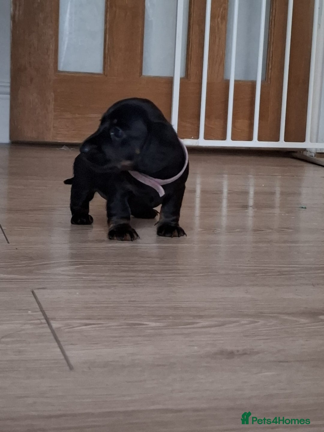 Miniature Dachshund dogs for sale: ..Miniature dachshunds 1 Girl 1BOY READY TO LEAVE  in Ellesmere Port - Image 29