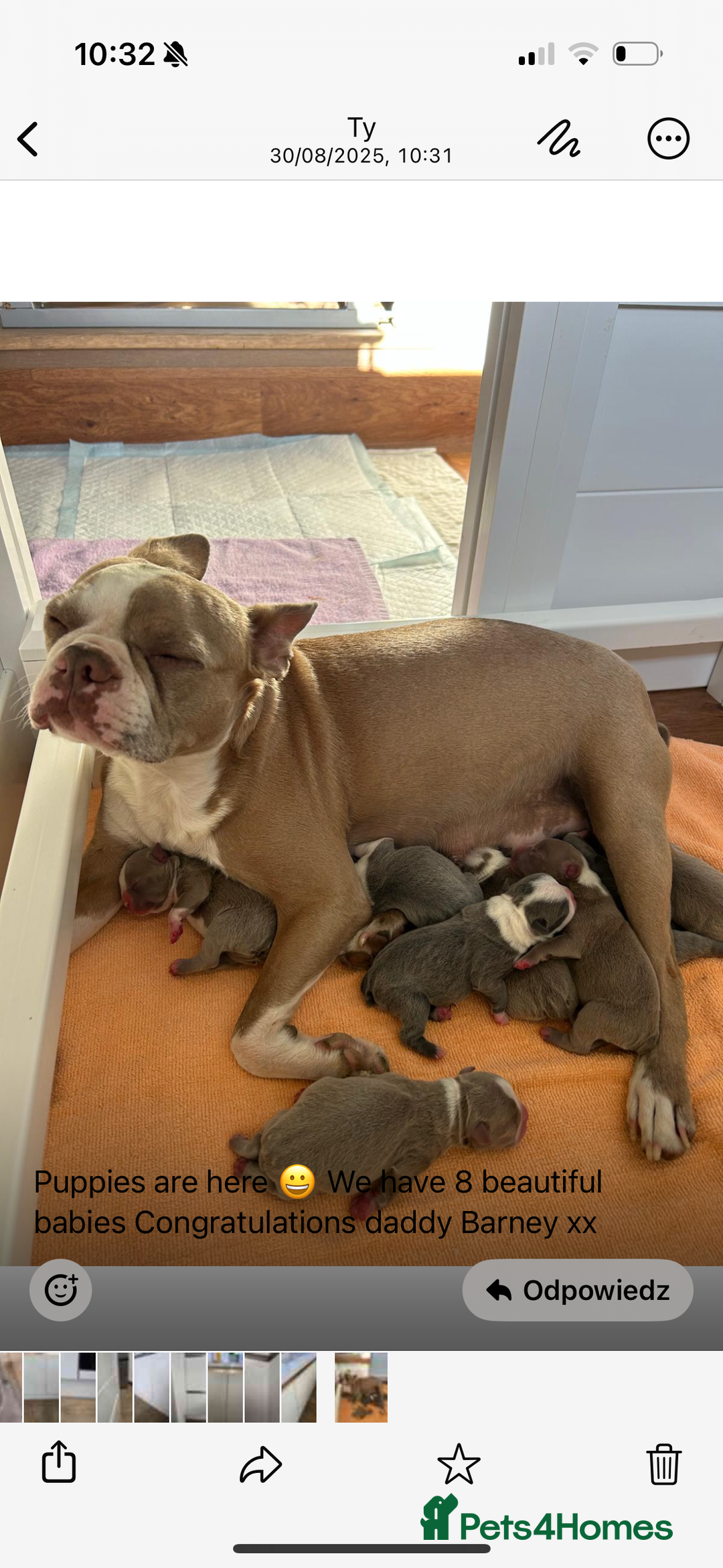 Boston Terrier dogs for stud: Boston terrier for stud blue&white proven KC regis in Wantage - Image 23