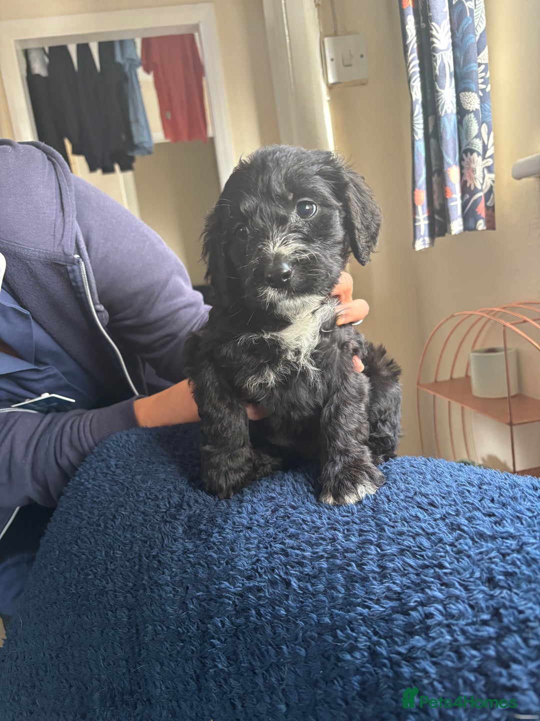 Goldendoodle dogs for sale: 12 Stunning Goldendoodles - Image 23
