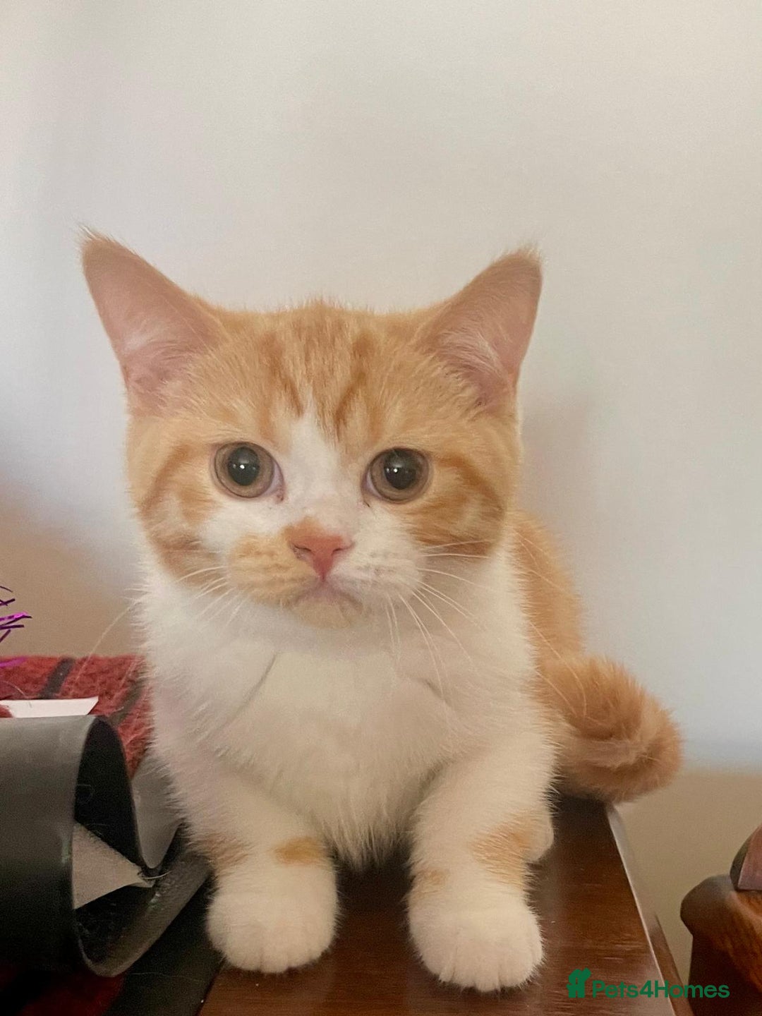 British Shorthair cats for sale: Pancake & Maple Syrup - BSH sisters  in Southampton - Image 18