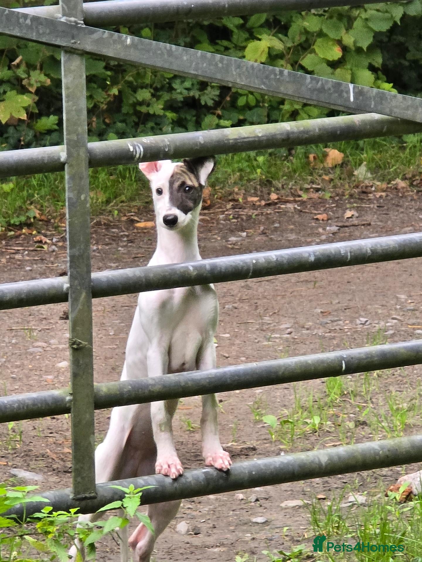Mixed Breed dogs Freya the whippet lurcher.  - Advert 10