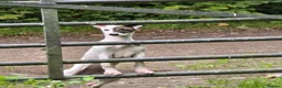 Mixed Breed dogs for sale: Freya the whippet lurcher.  - Advert 1