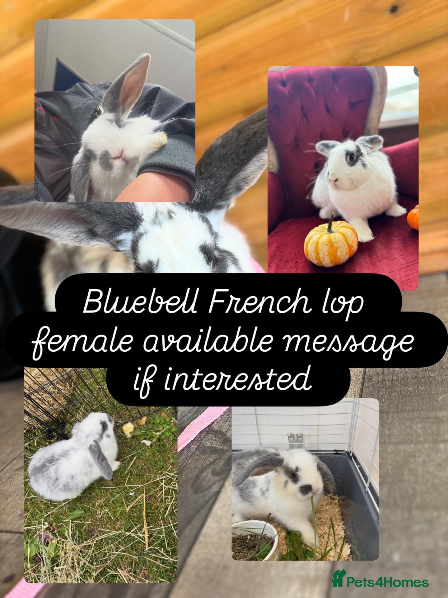 French Lop rabbits Bluebell French lop female  - Advert 1