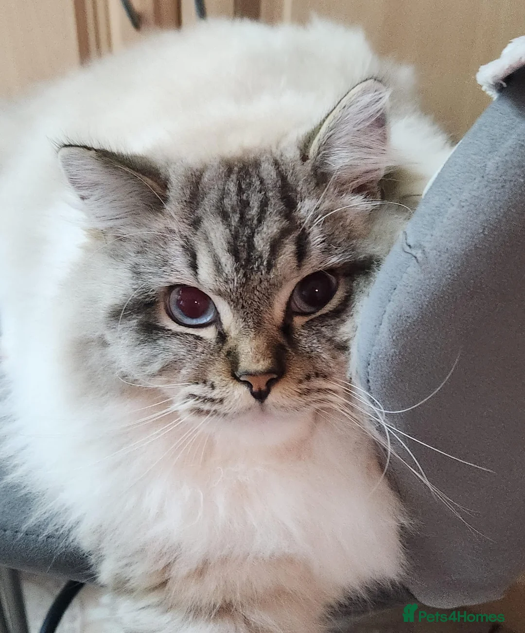 Ragdoll cats for sale: Huge Lynx mitted boy looking for a loving home - Advert 2
