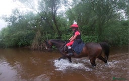 Arabian horse horses for sale: Part Bred 14.2hh Arab alrounder - Image 6