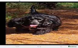 Cocker Spaniel dogs for sale: Show type Cocker Spaniels  - Image 7