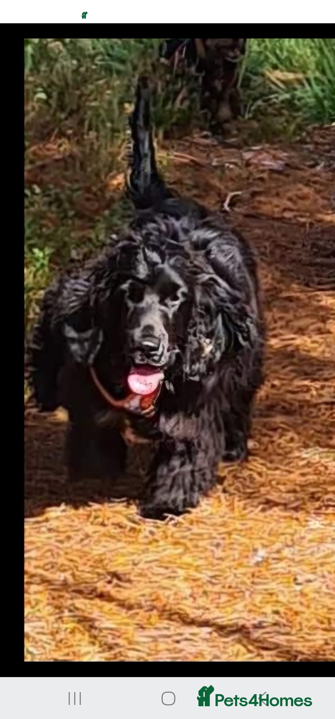 Cocker Spaniel dogs for sale: Show type Cocker Spaniels  - Image 7