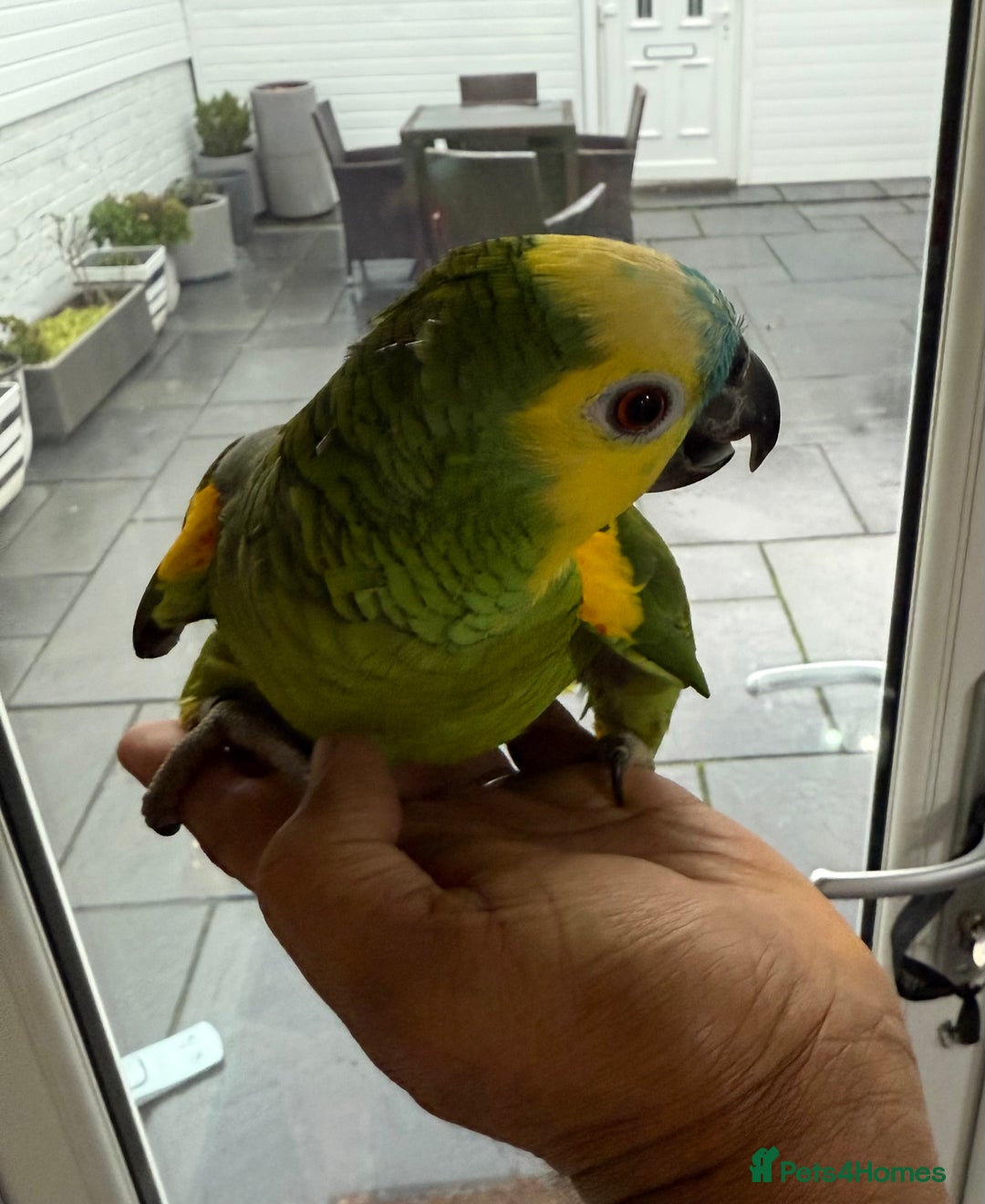 Parrots birds for sale: Blue Font Amazon Male Parrot sorry sold now - Advert 6