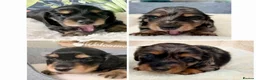 Miniature Dachshund dogs for stud: PROVEN SILVER DAPPLE & CREAM STUD🖤 - Advert 8
