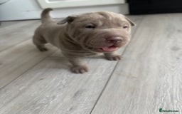 Shar Pei dogs for sale: Stunning litter of kc reg Shar Pei puppies  - Image 4
