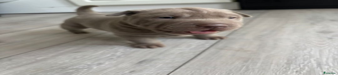 Shar Pei Puppy 6
