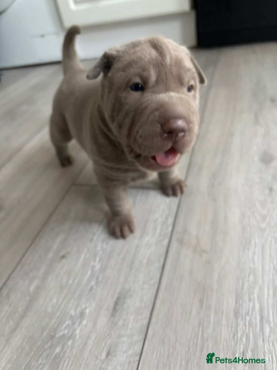 Shar Pei dogs for sale: Stunning litter of kc reg Shar Pei puppies  - Image 4