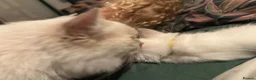 Ragdoll cats for stud: Cream Lynx Ragdoll Stud - Advert 5