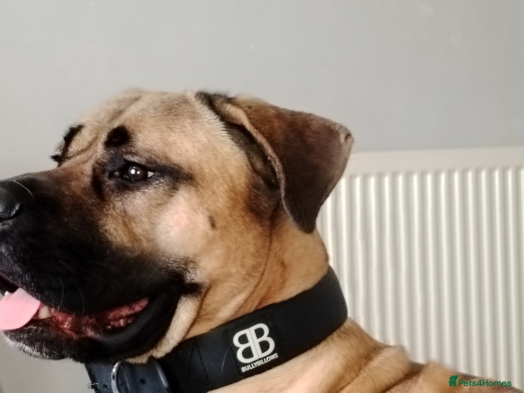 Mixed Breed dogs for sale: Selling my English mastiff cross cane corso - Image 3