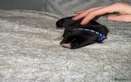 Mixed Breed dogs for sale: Cane corso mix Akita  - Image 26