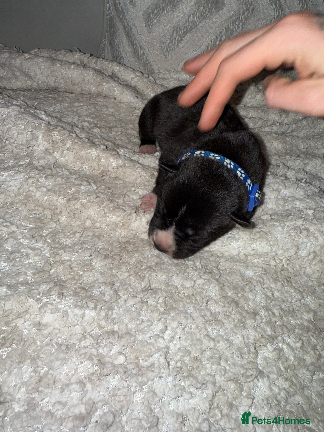 Mixed Breed dogs for sale: Cane corso mix Akita  - Image 26
