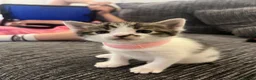 Mixed Breed cats for sale: Kittens  - Advert 11