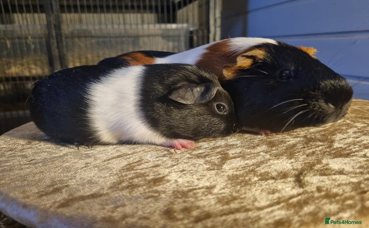 Guinea Pig rodents - Advert 17