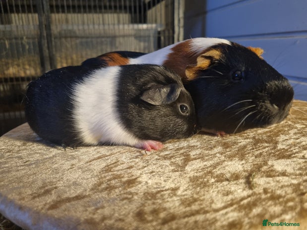 Guinea Pig rodents Pair of Male Guinea Pigs - Advert 6