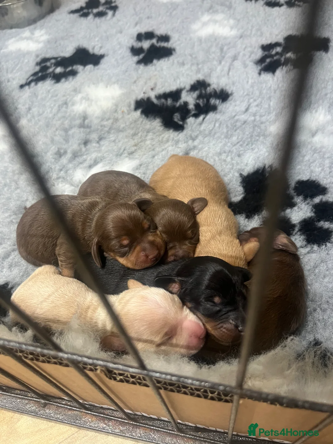 Miniature Dachshund dogs for sale: KC Registered Miniature Dachshund puppies - Advert 2
