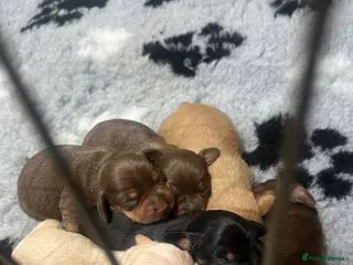 Miniature Dachshund dogs KC Registered Miniature Dachshund puppies - Advert 4
