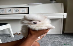 Pomeranian dogs for sale: ✨ 3 White Pomeranian Puppies – CHAMPION BLOODLINE✨ - Image 2