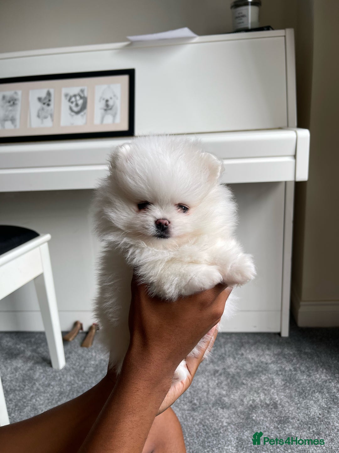 Pomeranian dogs for sale: ✨ 3 White Pomeranian Puppies – CHAMPION BLOODLINE✨ - Image 2