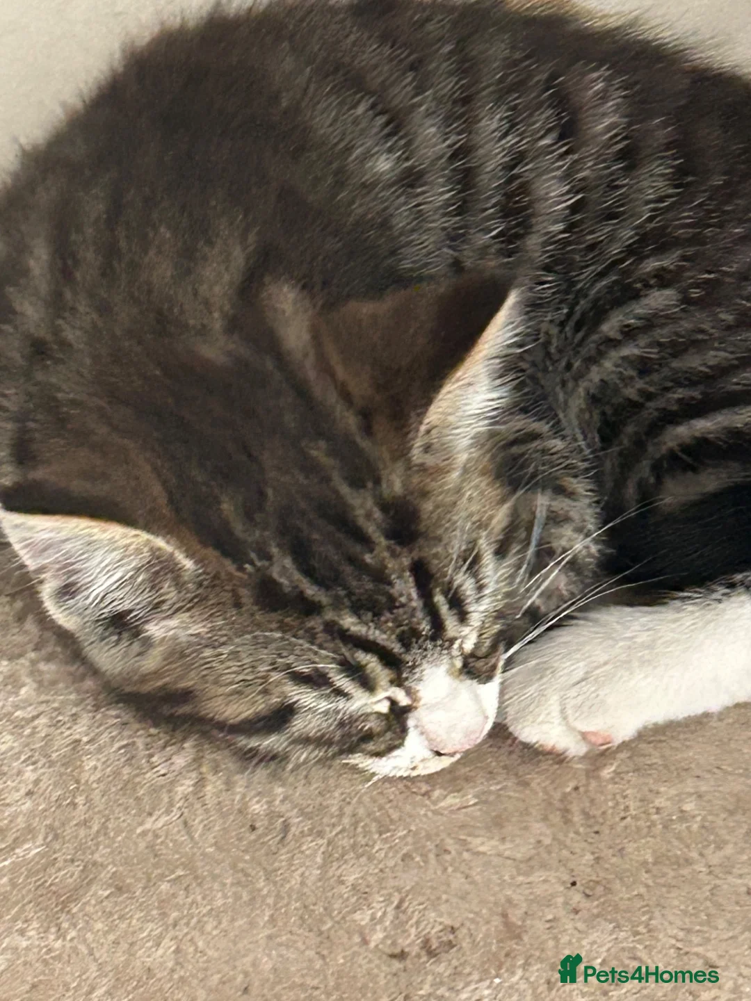 Mixed Breed cats for sale: Beautiful Kittens  - Advert 1