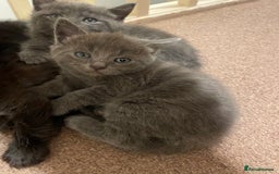 Mixed Breed cats for sale: Beautiful ragdoll x kittens  - Image 4