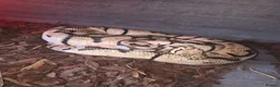 Python Snake reptiles for sale: CB14 bumblebee bloodball hybrid python  in Stourbridge - Advert 4