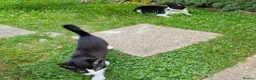 Mixed Breed cats for sale: black and white kitten - Advert 4