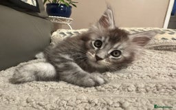 Maine Coon cats for sale: 1 beautiful Male kitten left - Image 2