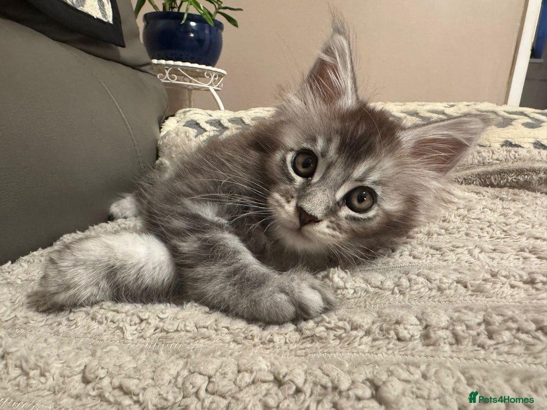Maine Coon cats for sale: 1 beautiful Male kitten left - Image 2