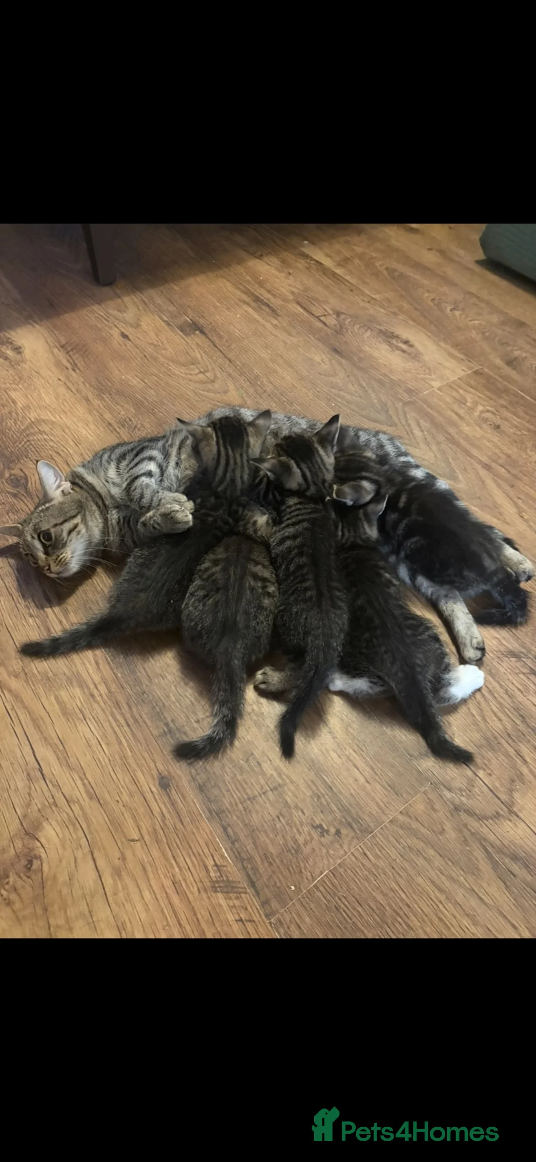 Bengal cats for sale: 5 beautiful kittens in Liverpool - Advert 1
