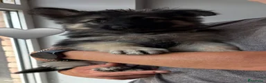 Grey Collar Female