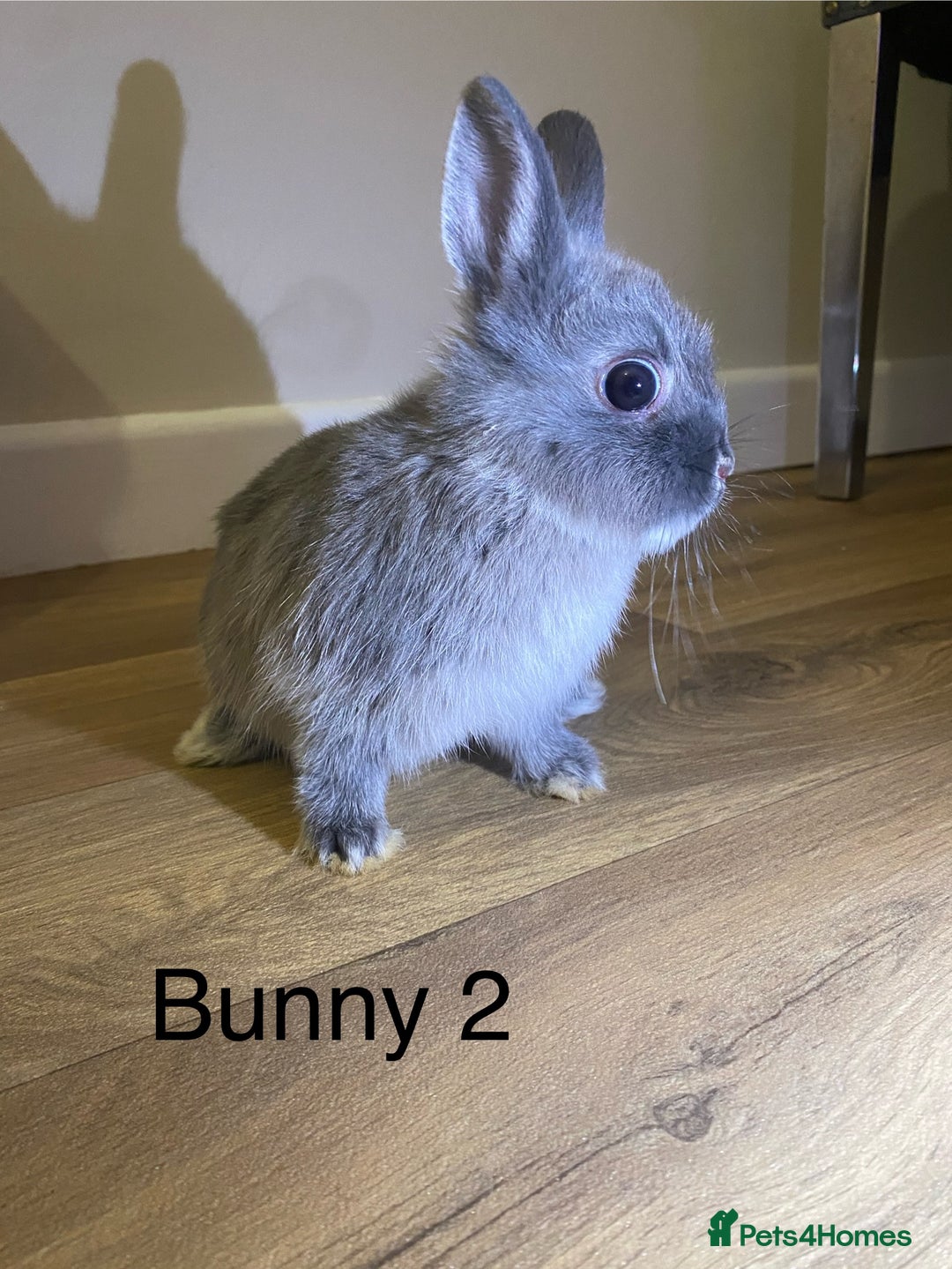 Netherland Dwarf rabbits for sale: 🐰✨Baby rabbits ready for home✨🐰 - Advert 9