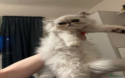 Persian cats for sale: Persian cats  - Image 9