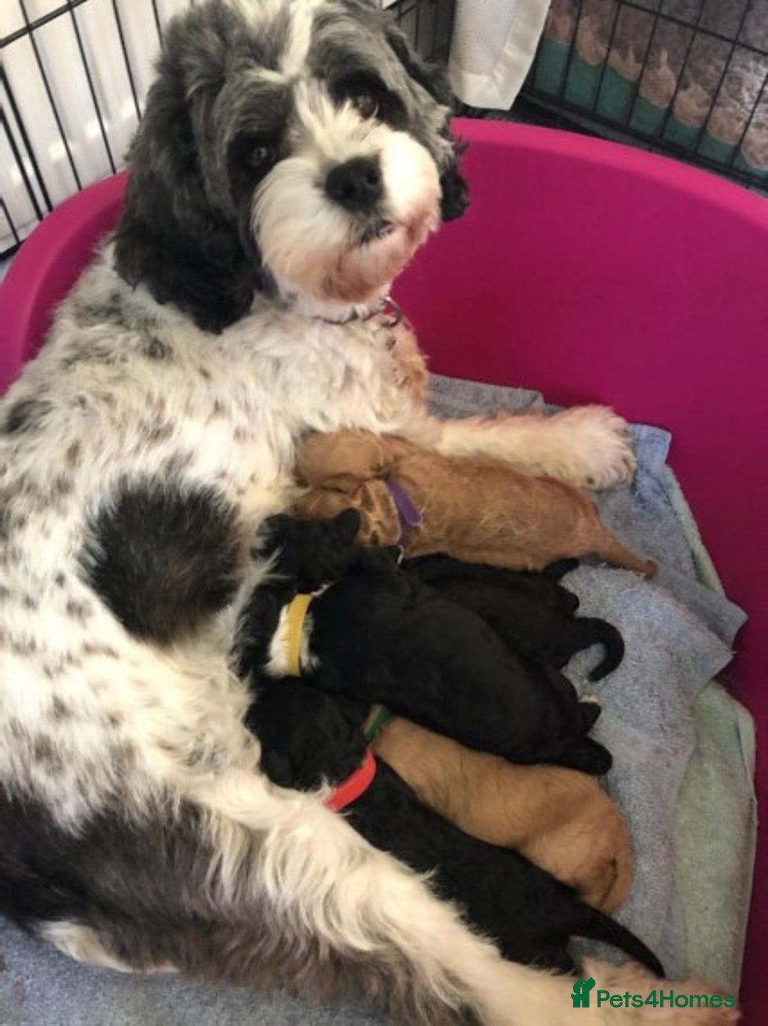 Toy Poodle dogs for stud: AT STUD KC REG TOY POODLE JAM  CLEAR DNA TESTS in High Wycombe - Image 10
